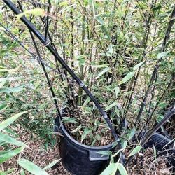 Black Bamboo 5gallon 15gallon 25gallon ….Riverside Ca 92504