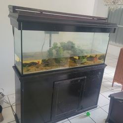 55 Gallon Fish Tank With Stand