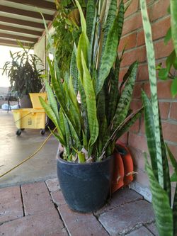 Snake Plant