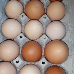Organic Eggs 
