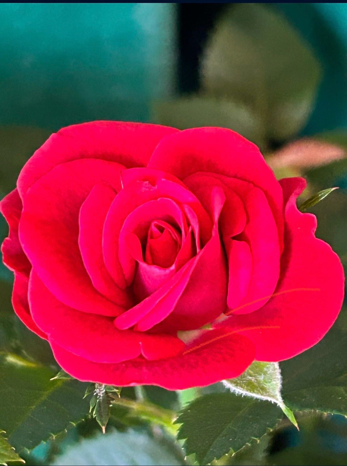 Rose  Plant 🌹 
