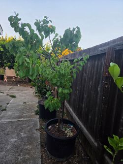 Apricot tree
