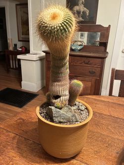 Golden Ball Cactus (Parodia leninghausii) – Mature Curved Specimen in Terracotta Pot
