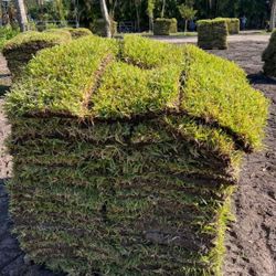 St. Augustine Sod Grass Césped