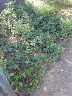 Strawberry Starts Plants 🍓