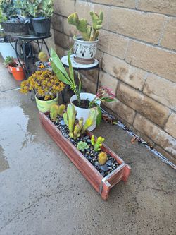 Succulents, cactus, plameria,