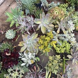 Succulents Plants 