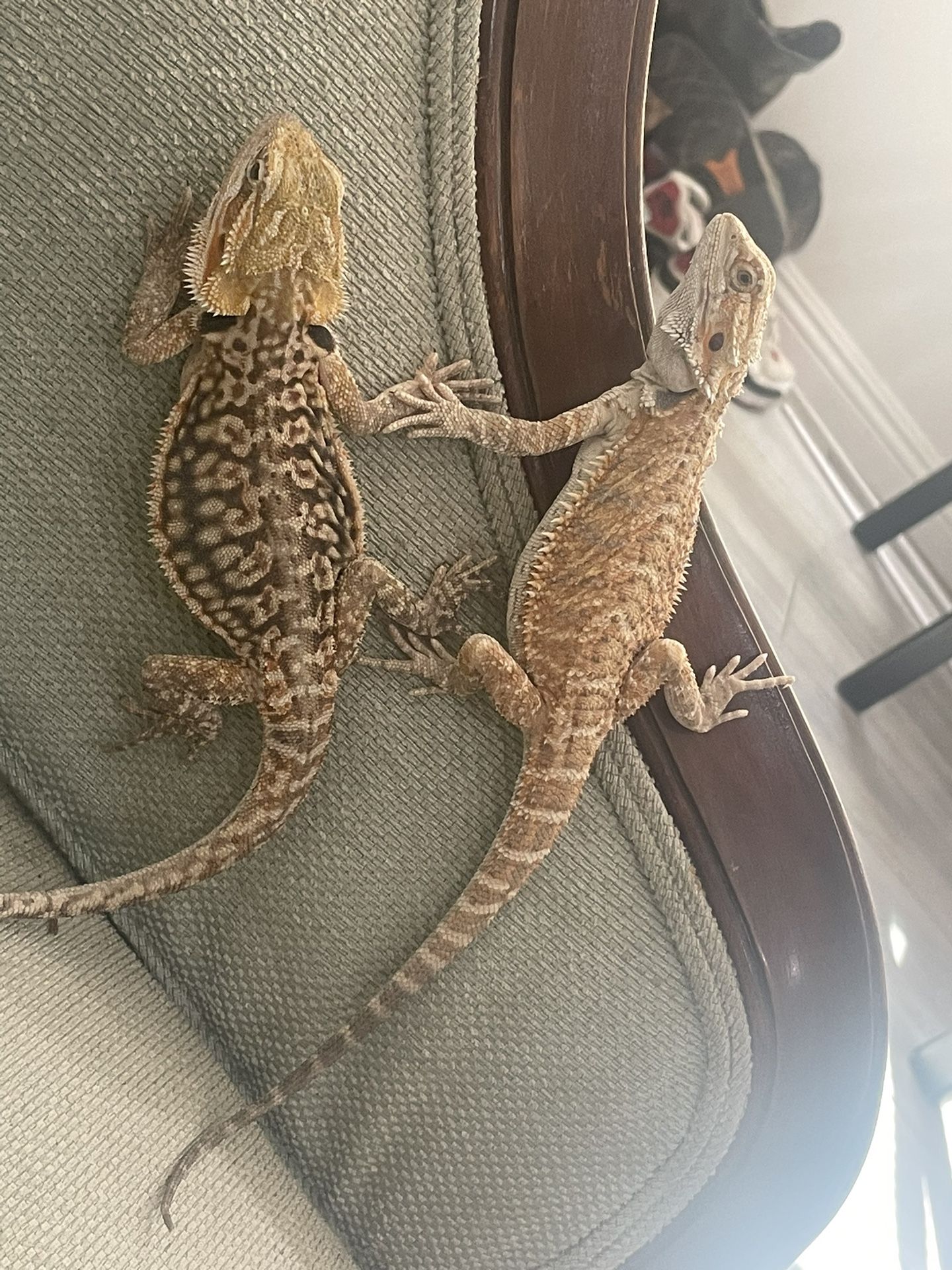 Reptile Enclosure
