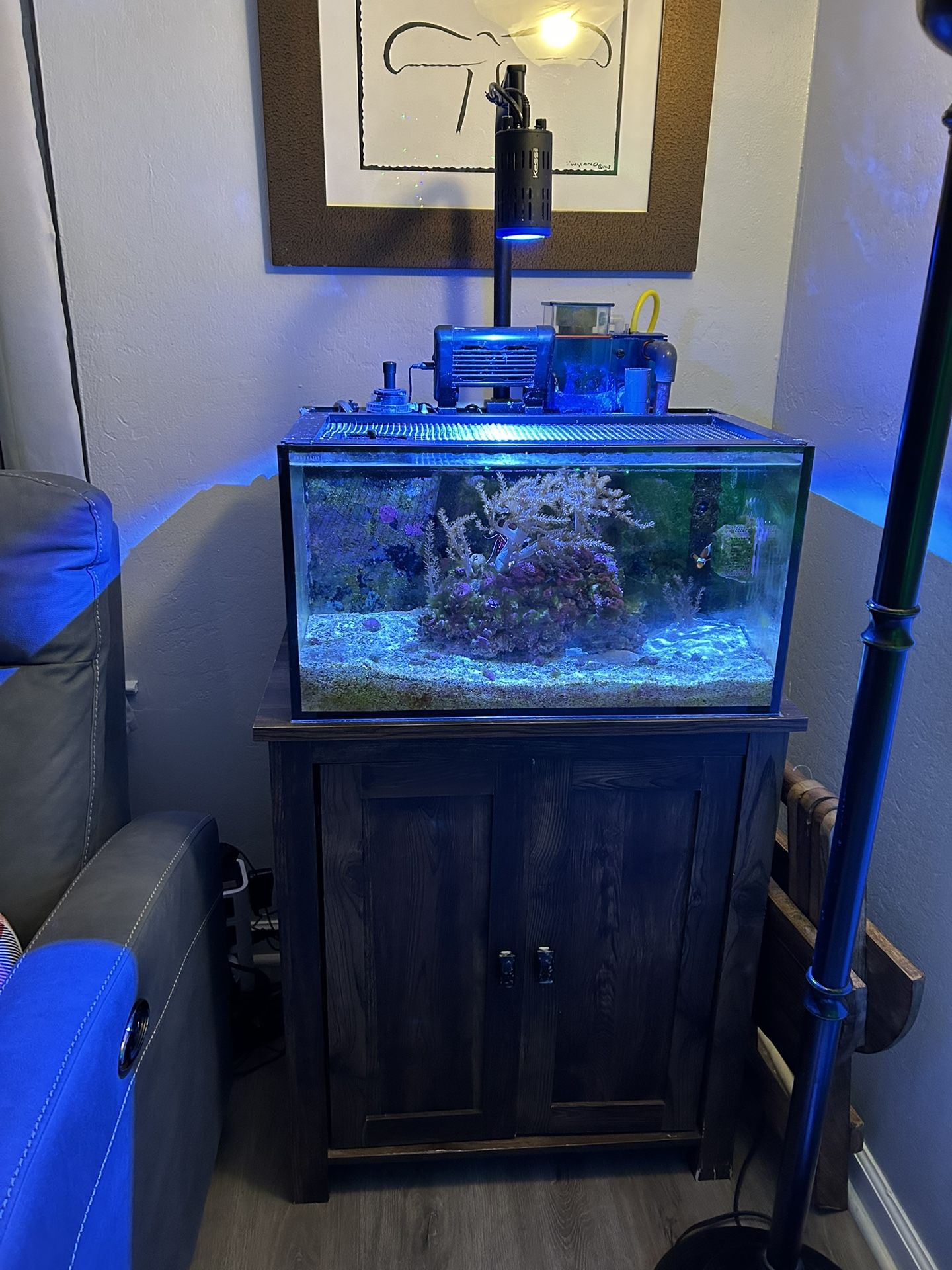 20 Gallon Salt Water Tank, With Livestock, Everything You Need And More 