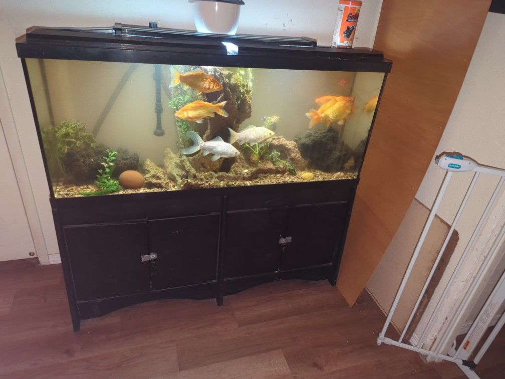 55 Gallon Fish Tank And Stand 55 Gallon Fish Tank And Stand