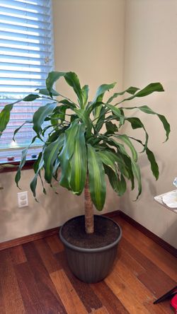 For Sale: Beautiful, Mature Corn Plant (Dracaena Fragrans) with Premium Pot