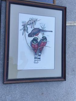 Framed Bird Picture 