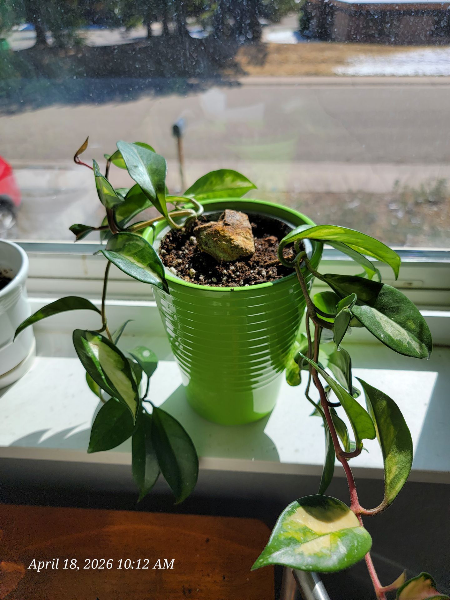 Hoya Plant