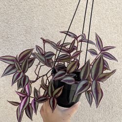 Beautiful tradescantia tricolor plant