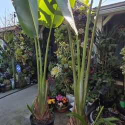 9 Ft Tall Traveler Palm Ravenala Madagascariensis