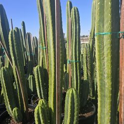 San Pedro Cactus 