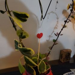 Valentines Day Hoya Plant  Arrangement