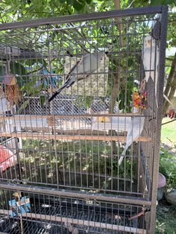 Bird case