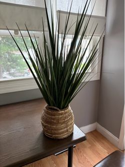 Plant