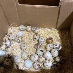 quail eggs 