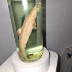 Spiny Dogfish Baby Shark Preserved Wet Specimen Jar