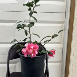 Big And Beautiful Camelia 