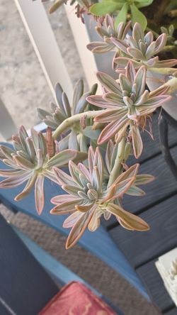 Lyyve SUCCULENT PLANTS