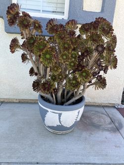 42” Tall Plant W/6 Gallons Clay Pot $35.00