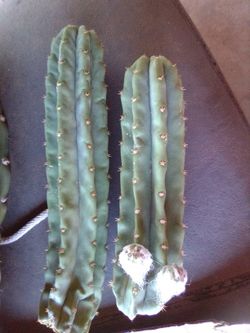 TWO Feet Mr S. Pedro Cactus