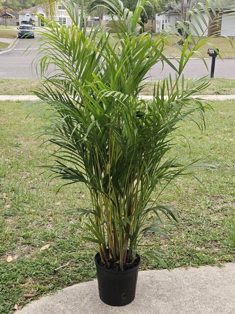 Areca Palm In 3gallons Pot Live Plants