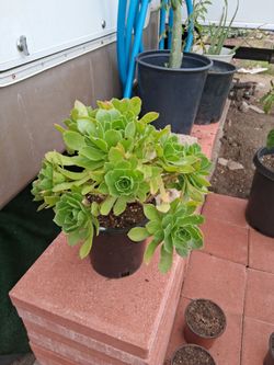 Tree aeonium Succulent plant