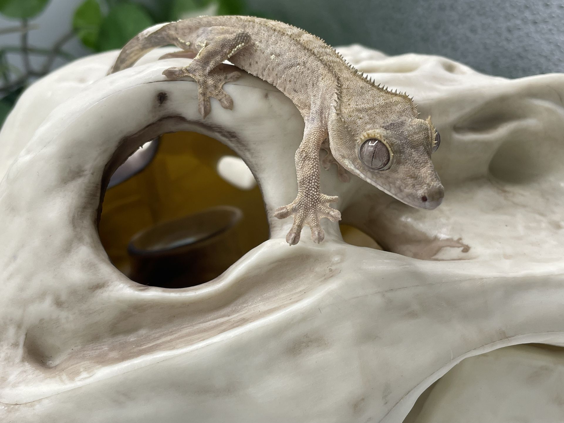 Crested Gecko