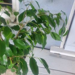 6" Ficus Plant Indoor Or Outdoor Partial Shade