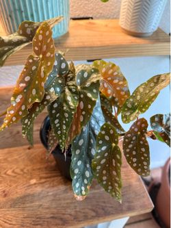 Begonia maculata (Polka dot plant)