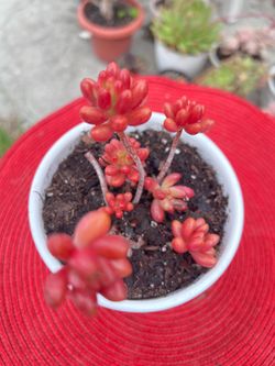 Jelly Beans Succulent