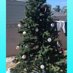 Pino  Grande  De Navidad