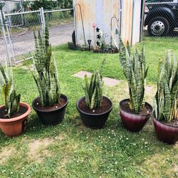 Snake Plants 