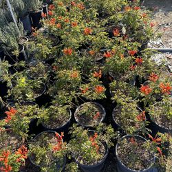 Orange Tecoma 