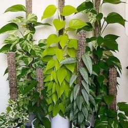 Lush Trailing Pothos Money Plant / House Plant/ Indoor Plant Flower Patio Garden  Neon Cebu Blue 