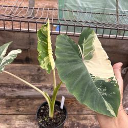 Colocasia pink army ( Imported Variety) 
