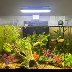 10 Gallon Fish Tank