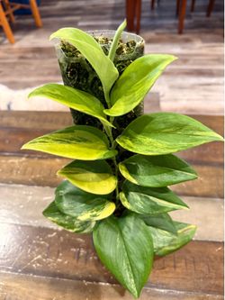 Scindapsus Rubicon Totem Variegated