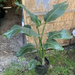 Indoor  bird of paradise 