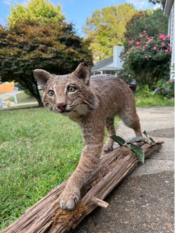 Bobcat Taxidermy Mount — Museum Quality