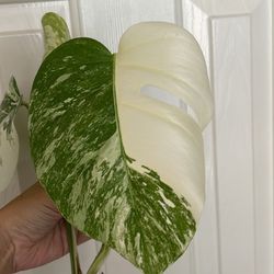 Beautiful Monstera Albo Top Plant CUTTING - With Active Roots