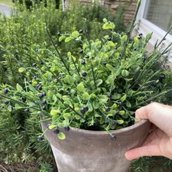 Clay planter and decorative plant 