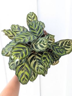 Calathea Makoyana Peacock Plant 6" Pot - Indoor House Plants