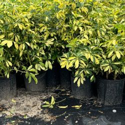 ARBICOLAS PLANTS 3GALLONS 