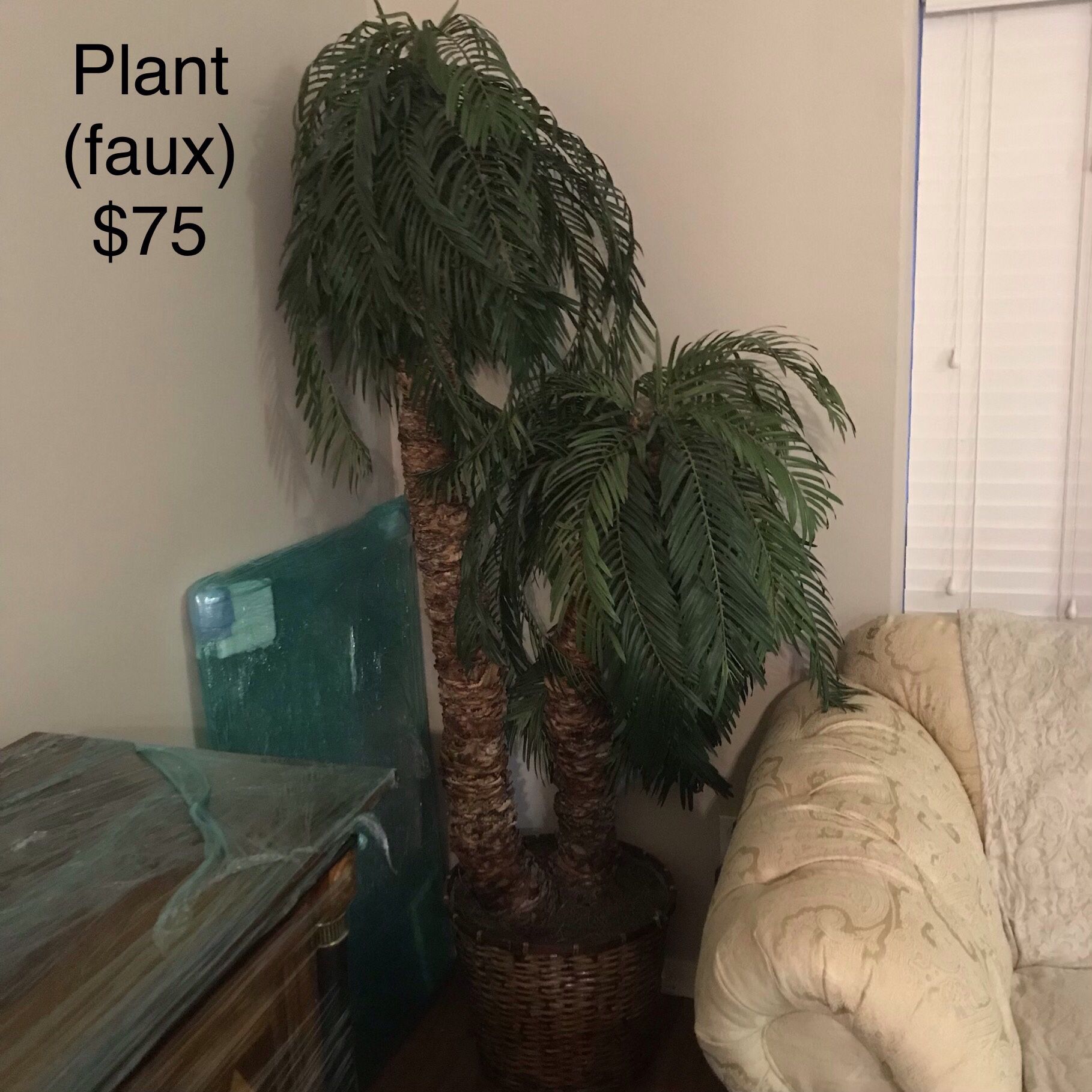Indoor Palm tree plant with pot