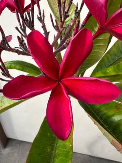 Blooming Plumeria Plant T6